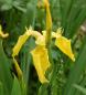 Preview: Iris pseudacorus | Sumpf-Schwertlilie